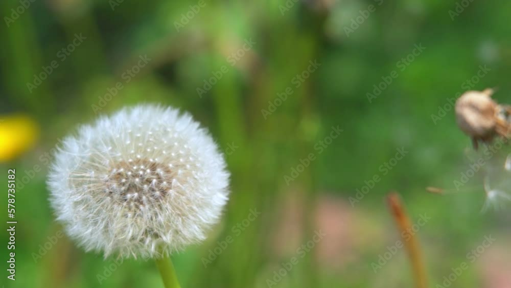 A ripe and blooming dandelion flower has its seeds scattered by the wind