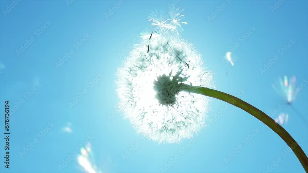 Fluffy seeds flying over single dandelion flower on blue sky background with sun. Slow motion. Close up. 
