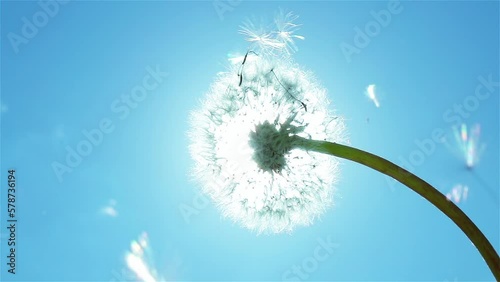Fluffy seeds flying over single dandelion flower on blue sky background with sun. Slow motion. Close up. 
