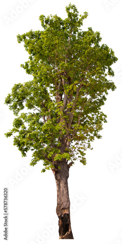 PNG tree with removed original background for easy to drag and drop in new project © Piyapa