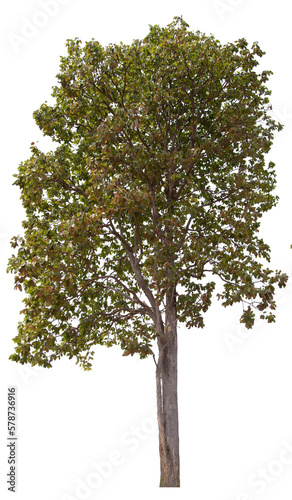 PNG tree with removed original background for easy to drag and drop in new project © Piyapa