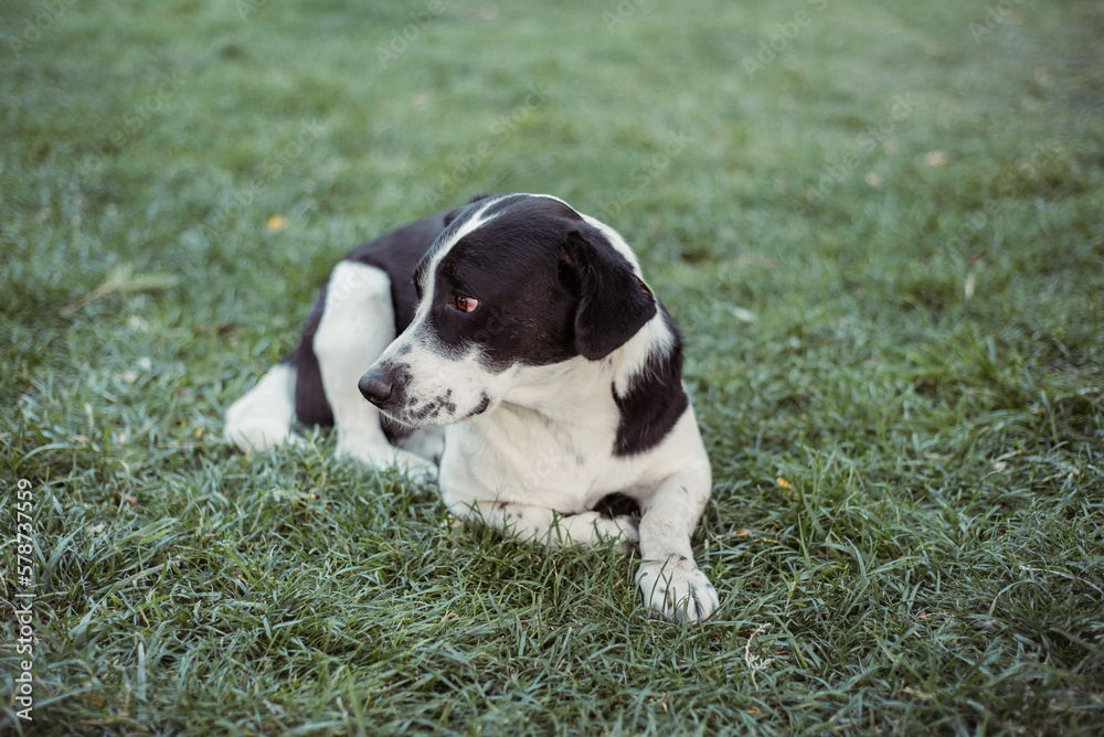 Nice dog on the grass in the park. Black and white dog for a walk.