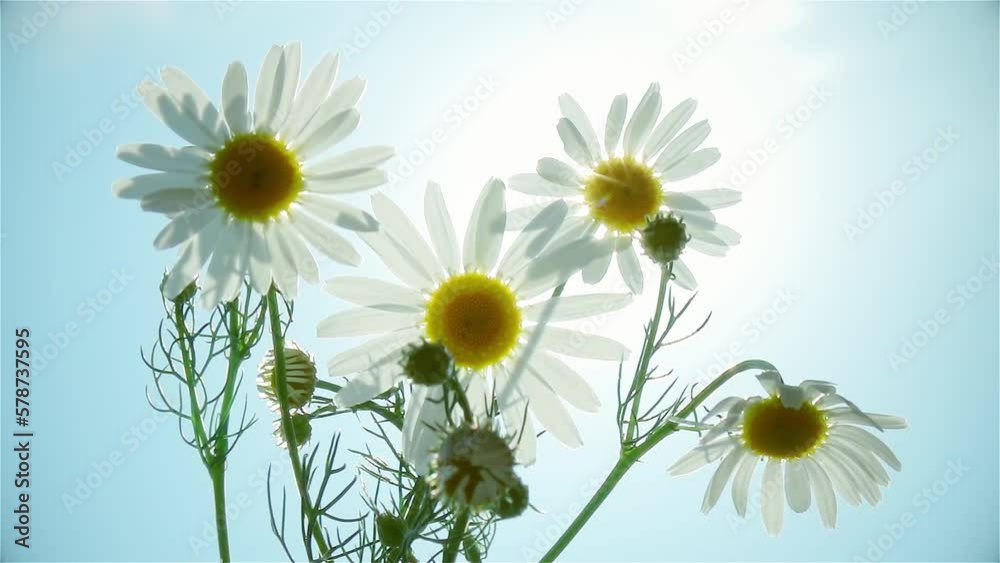 White daisy camomile flowers swaying on the wind against blue sky background with sun. Backlit close up view. Slow motion.
White daisy camomile flowers swaying on the wind against blue sky background with sun. Backlit close up view. Slow motion.