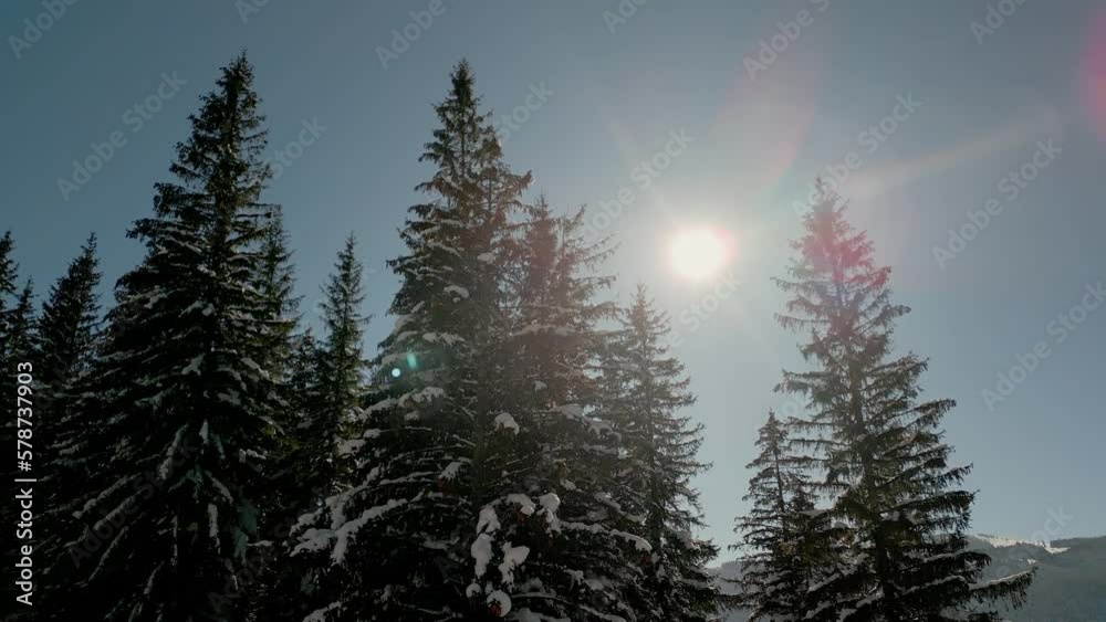 Sunlit Snowy Pine Forest, Aerial View of Snow-Covered Trees with Pull-In Motion, Shot in 4K with a Drone Sunlit Snowy Pine Forest, Aerial View of Snow-Covered Trees with Pull-In Motion, Shot in 4K with a Drone