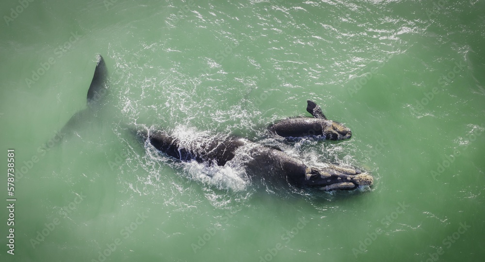 Naklejka premium Ballena Franca Austral