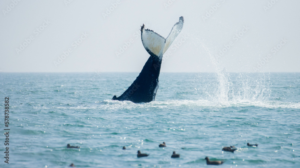 Naklejka premium Aleta Caudal Ballena Jorobada 
