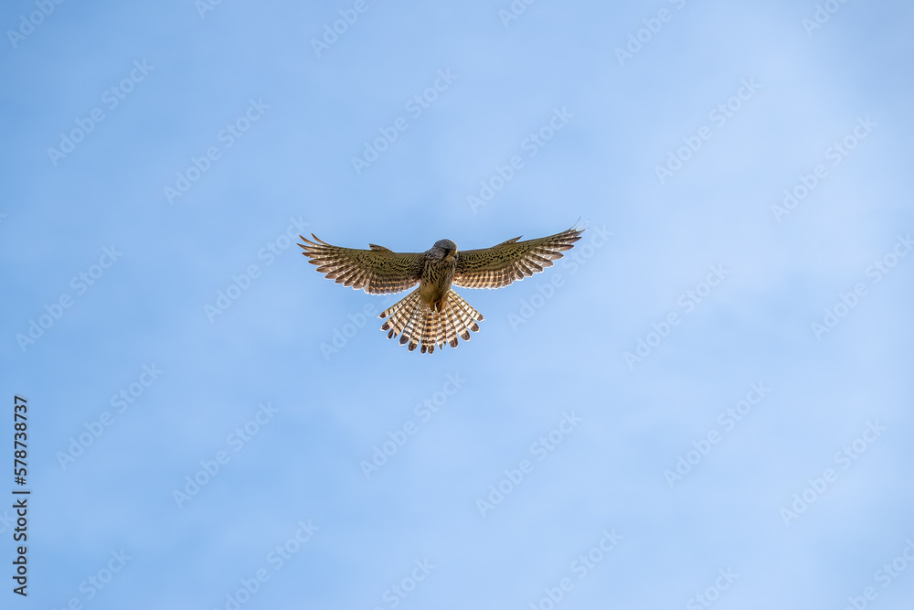 Tree mallow
kestrel a bird of prey species belonging to the kestrel group of the falcon family hovering against a blue sky
Tree mallow
kestrel a bird of prey species belonging to the kestrel group of the falcon family hovering against a blue sky