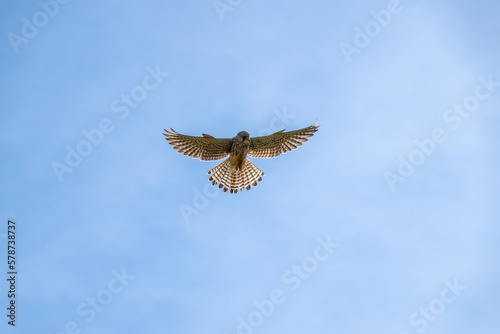 Tree mallow kestrel a bird of prey species belonging to the kestrel group of the falcon family hovering against a blue sky 