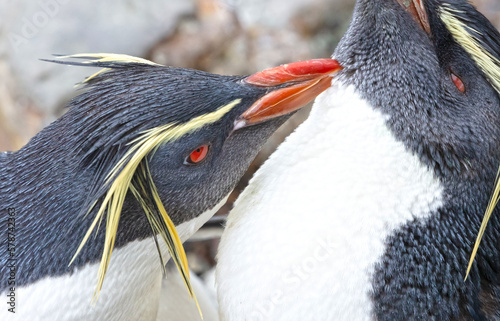 Northern Rockhopper Penguin (Eudyptes moseleyi) photo