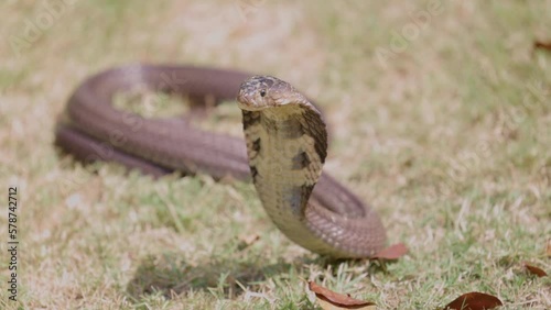 Close up head of Cobra snake on grass and Light reflecting cobra snake. photo