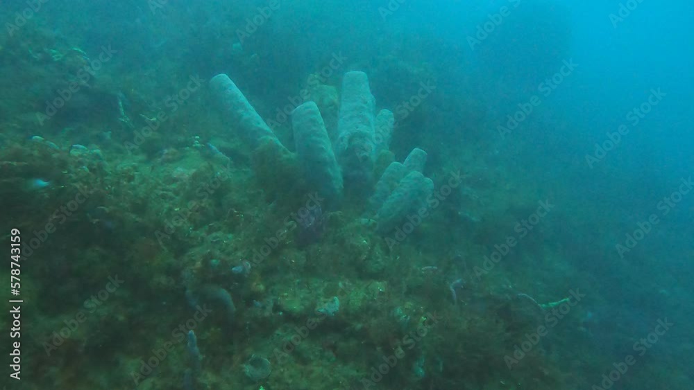 custom made wallpaper toronto digitalcoral reef in the sea