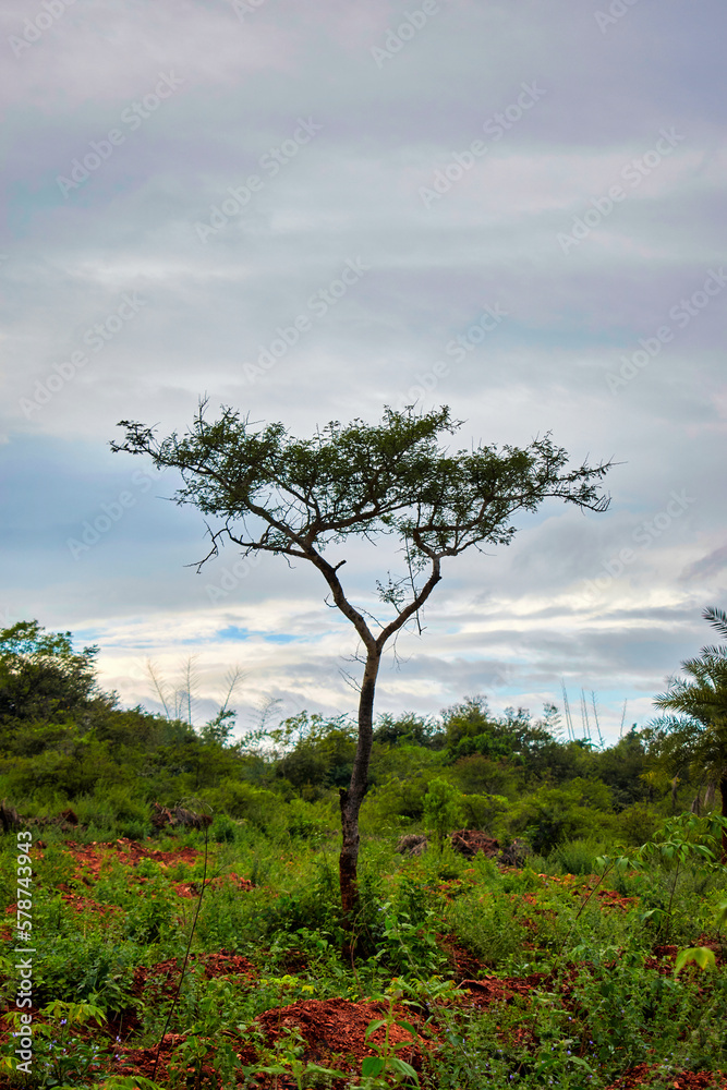 Fototapeta premium Lonely tree in the meadow with cloudy sky background.