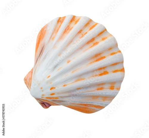 Fotografia seashell isolated on white background