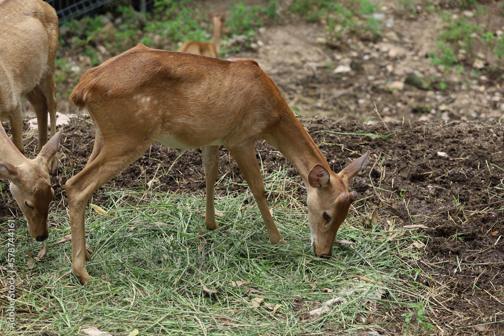 The female deer in garden at thailand The female deer in garden at thailand