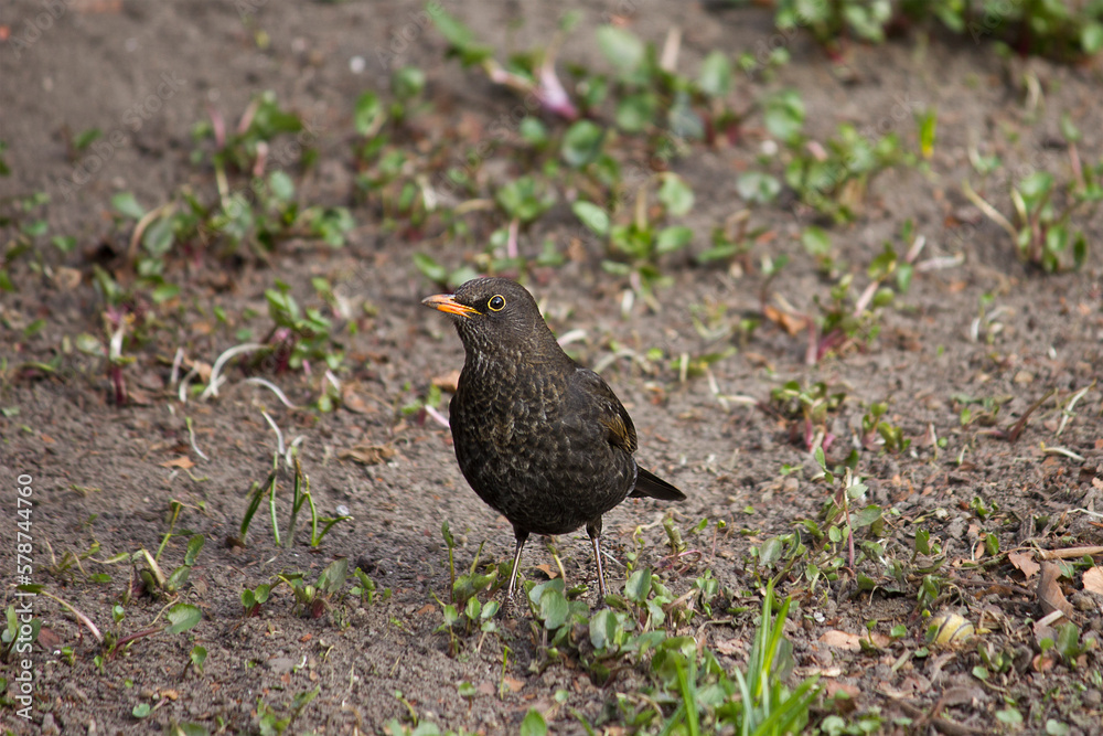 Blackbird close-up on the ground among the grass Blackbird close-up on the ground among the grass
