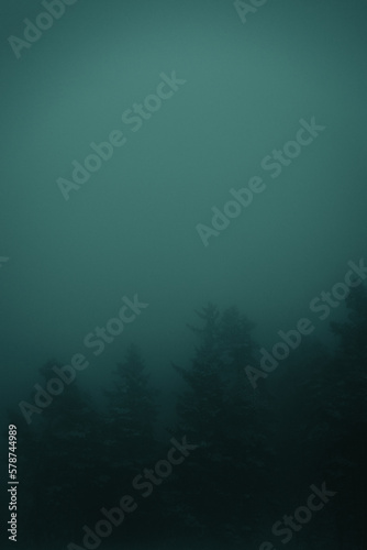 Baum Umrisse im Nebel