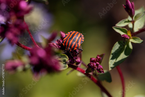 Colorful Striped Bug or Graphosoma lineatum.