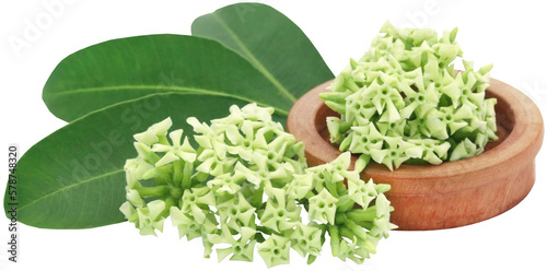 Flowers of Alstonia scholaris photo