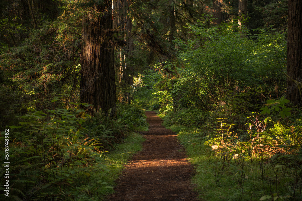 Fototapeta premium California Scenic Redwood Forest Trail