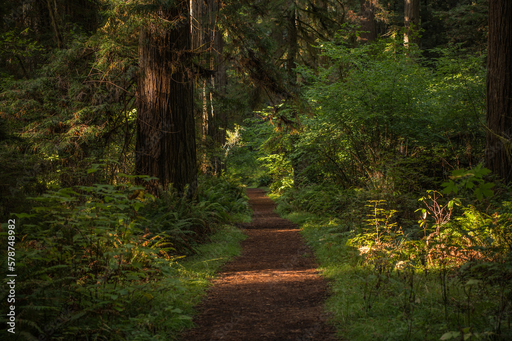 California Scenic Redwood Forest Trail