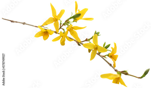 Bunch of fresh forsythia