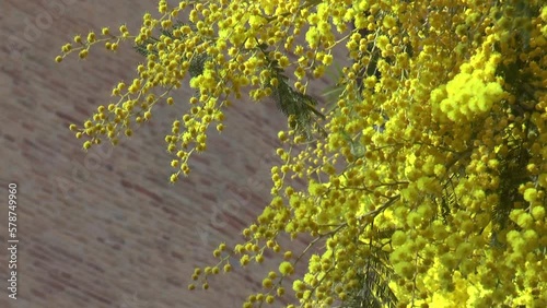 Mimosa spring flower. Blooming mimosa tree. Easter