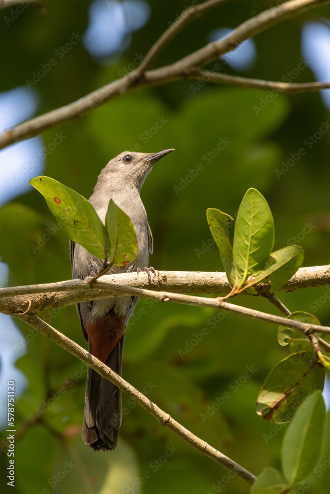 Obraz premium Gray howler perched in tree