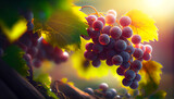 Beautiful bunches of grapes in the bright rays of sunlight