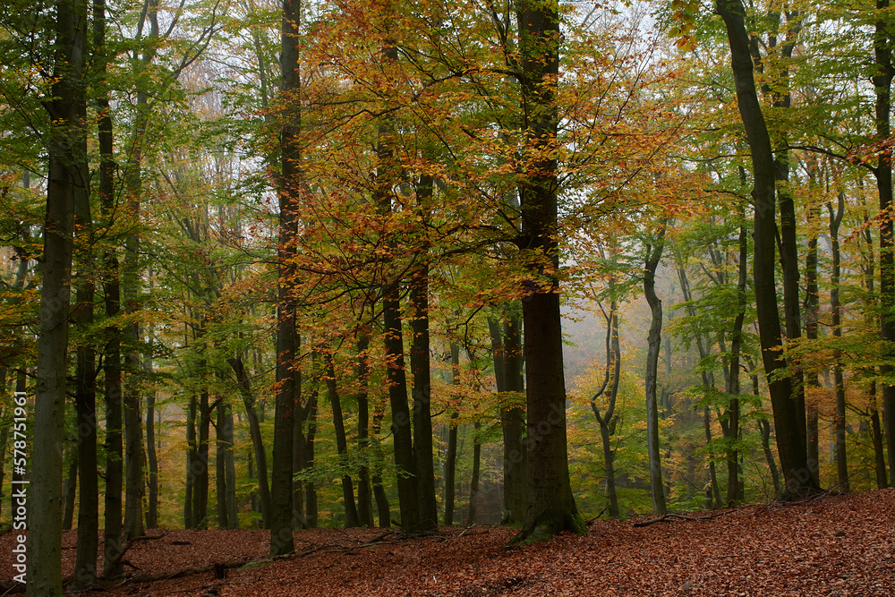 Fototapeta premium Amazing Carpathian forest in the fog, Slovakia