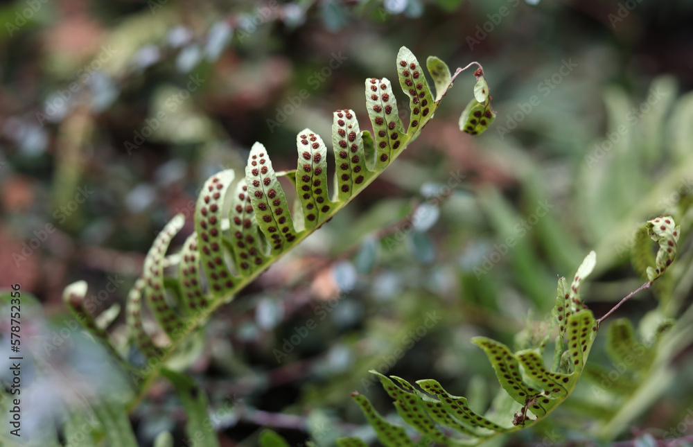 Common polypody, Polypodium vulgare Common polypody, Polypodium vulgare
