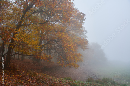 Amazing Carpathian forest in the fog, Slovakia