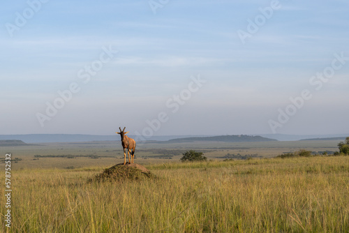 Topi Antelope in the savannah of Africa © Herbert