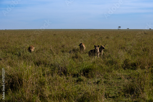 yenas roam the Masai Mara