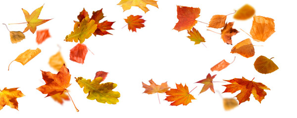 frame from autum colored fall leaves in the wind isolated on transparent background, overlay texture with copy space in the middle