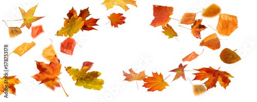 frame from autum colored fall leaves in the wind isolated on transparent background, overlay texture with copy space in the middle