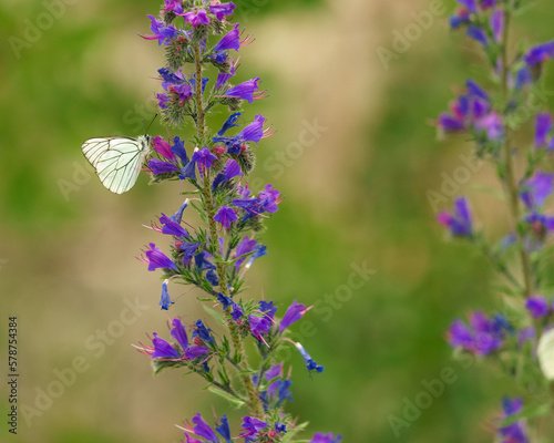 Flower Butterfly © Sebastien