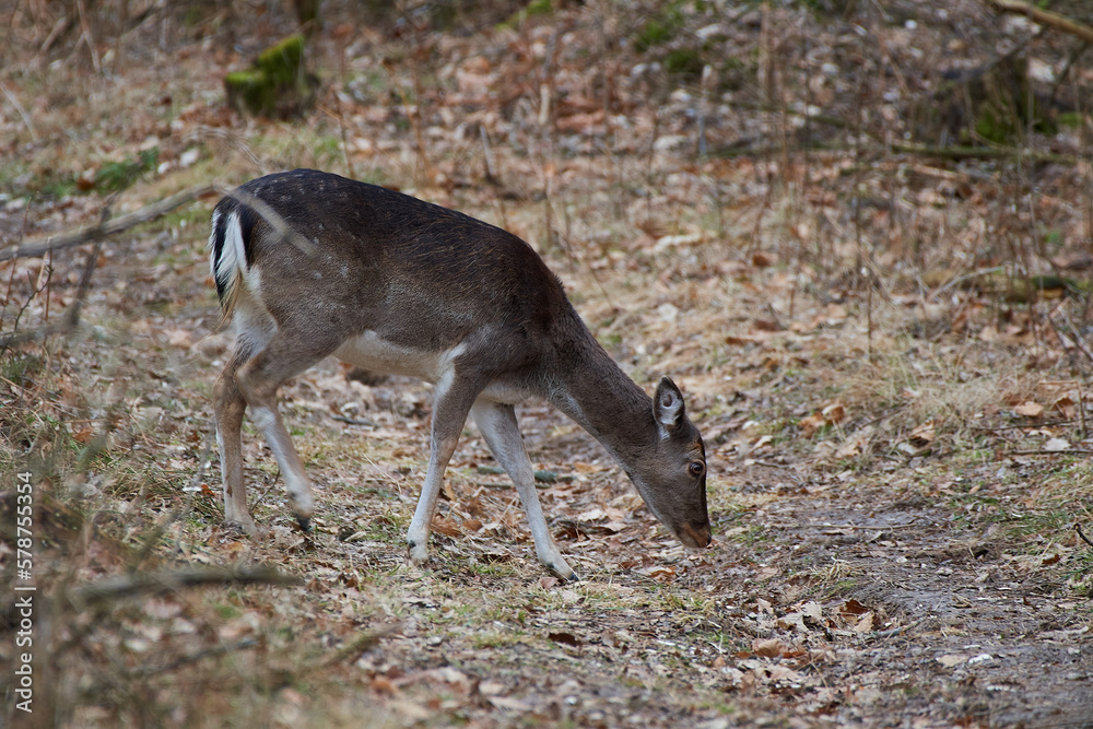 Female Fallow deer in natural environment, Carpathian forest, Slovakia Female Fallow deer in natural environment, Carpathian forest, Slovakia