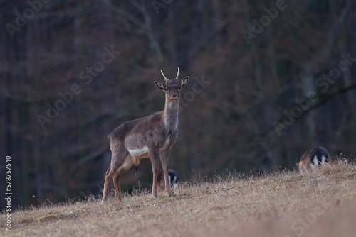 Male fallow deer in Carpathian forest, Slovakia