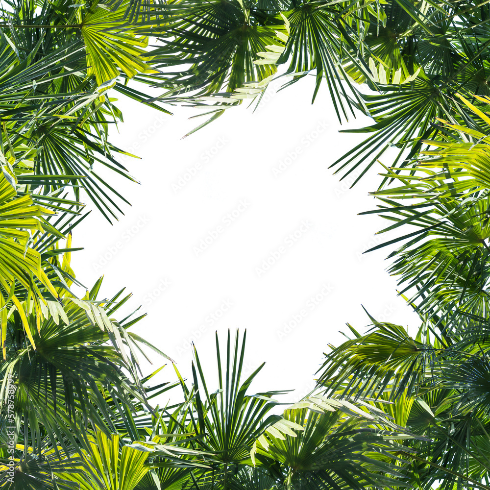 frame from jungle palm leaves isolated on transparent background, palm tree overlay concept with copy space in the middle