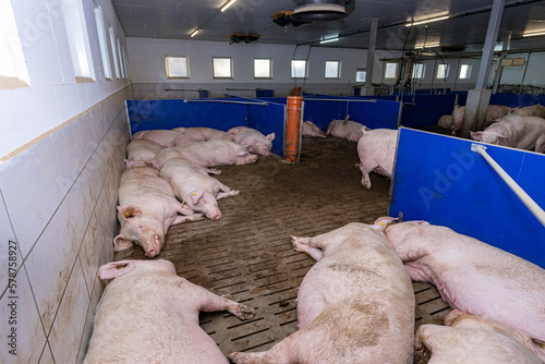 Ruhebereich mit liegenden und stehenden Sauen, in einem modernen Schweinestall. photo