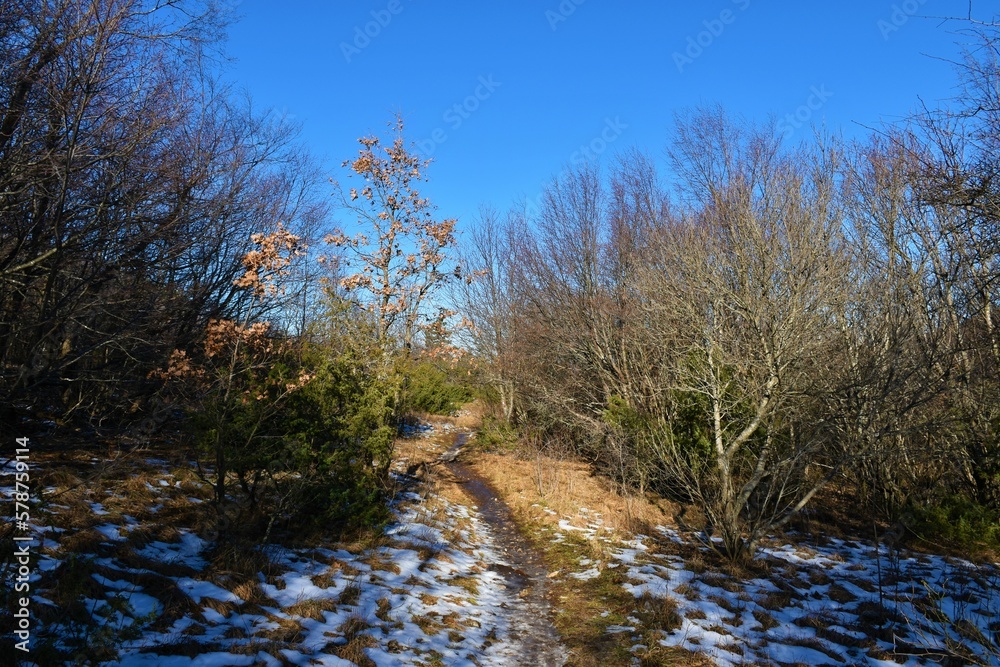 Hiking trail to Slavnik with low trees and bushes in winter Hiking trail to Slavnik with low trees and bushes in winter