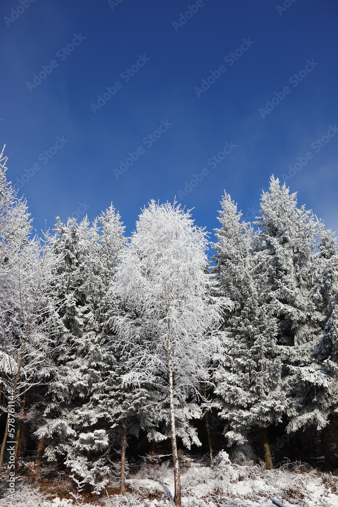 Winter in the forest. Winter in the forest.
