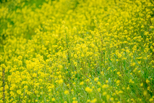 field of yellow flowers © Bo