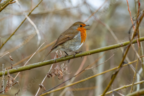 cute robin singing perched on a branch with a blurred background © Penny