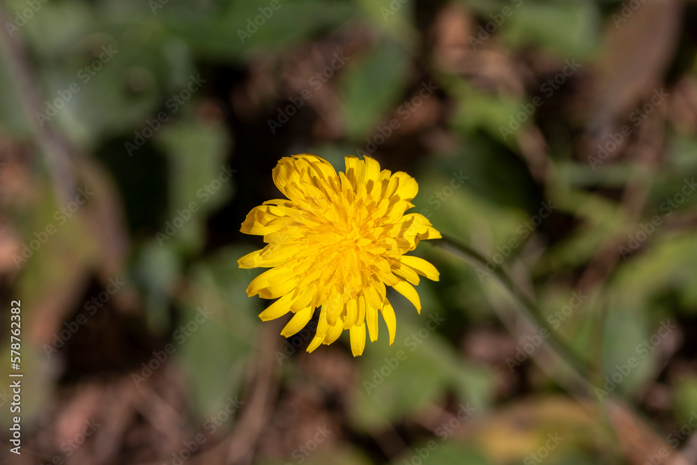 Yellow dandelions flower with green background. Yellow dandelions flower with green background.