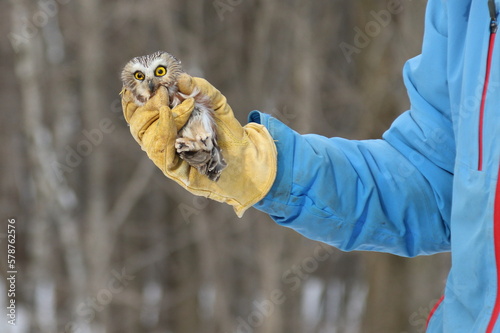 Petite Nyctale en voie d'être remise en liberté après un séjour en centre de réadaptation d'oiseaux de proie