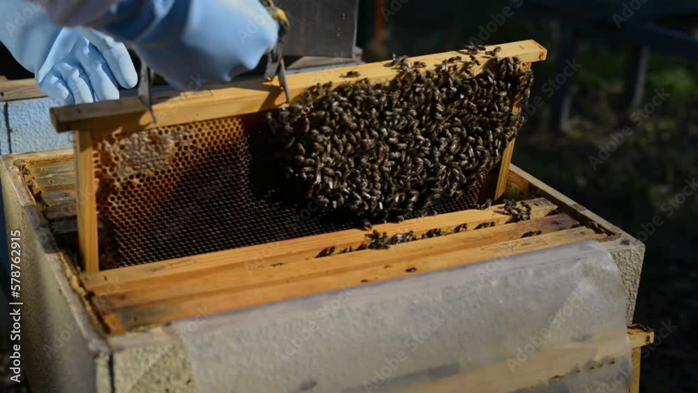 Crop beekeeper removing honeycomb with forceps Crop beekeeper removing honeycomb with forceps