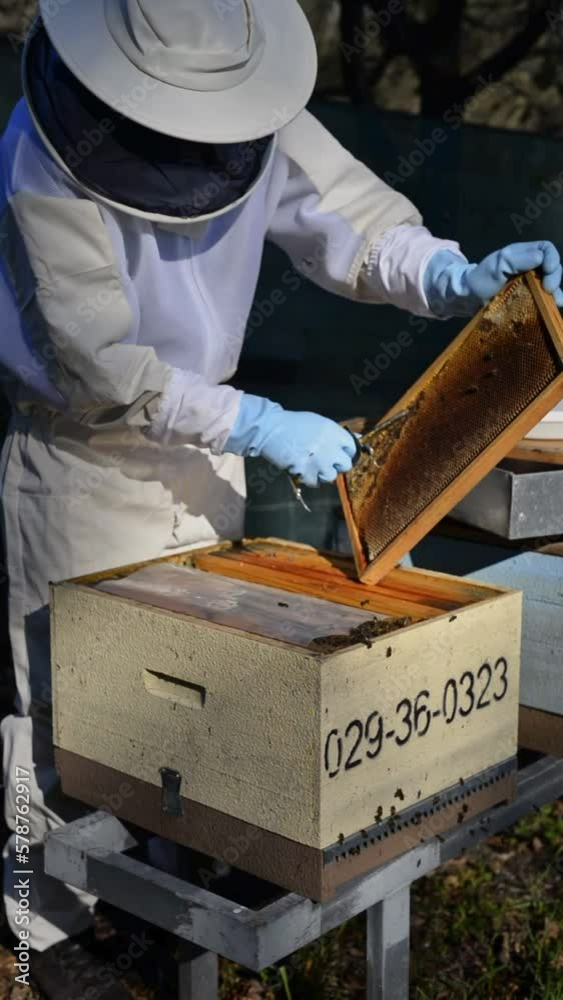 Farmer combing hive in bee yard Farmer combing hive in bee yard