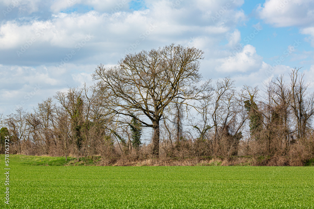 The trees that shade the meadows of the Emilian plain The trees that shade the meadows of the Emilian plain