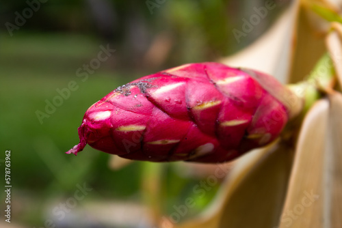 Flor de cana do brejo (Costus spicatus) em formato de cabeça de serpente photo